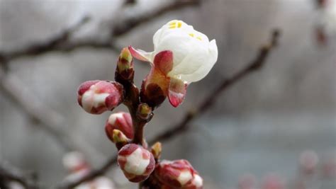 blumen knospen|Knospenarten » Wichtige Hintergrundinfos zu den。